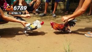 Nguồn gốc và lịch sử của gà tre Thomo